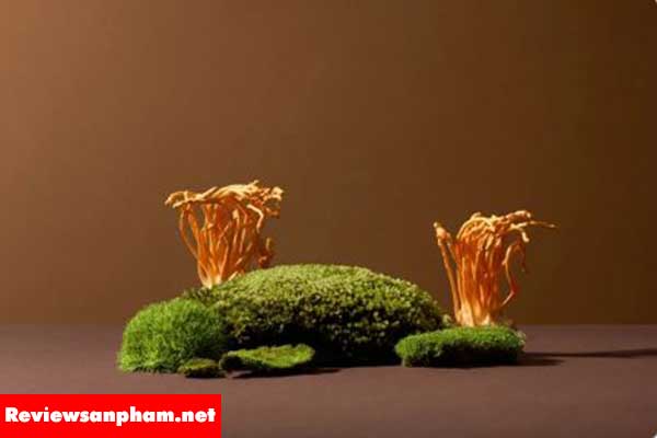 Đông trùng hạ thảo là gì? Thành phần hoạt chất sinh học đáng chú ý